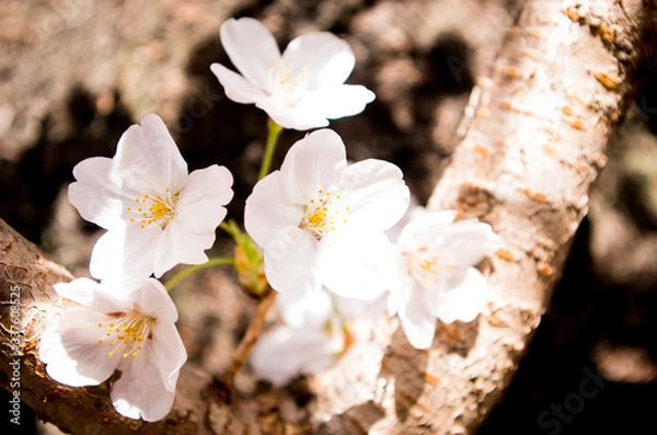 Fototapeta 桜　cherryblossom　ソメイヨシノ　夜桜