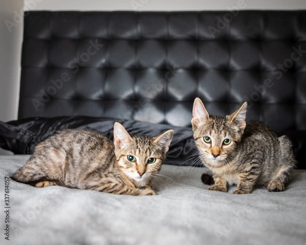 Obraz Tina & Turner kittens