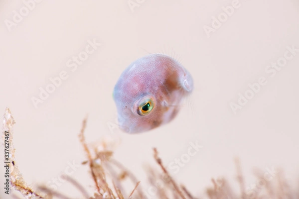 Obraz アオサハギ yg