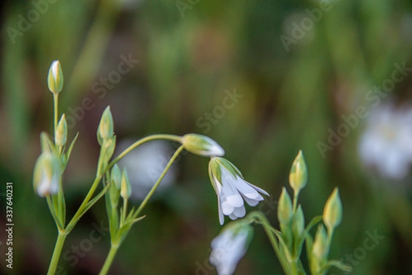 Obraz snowdrop flowers in spring