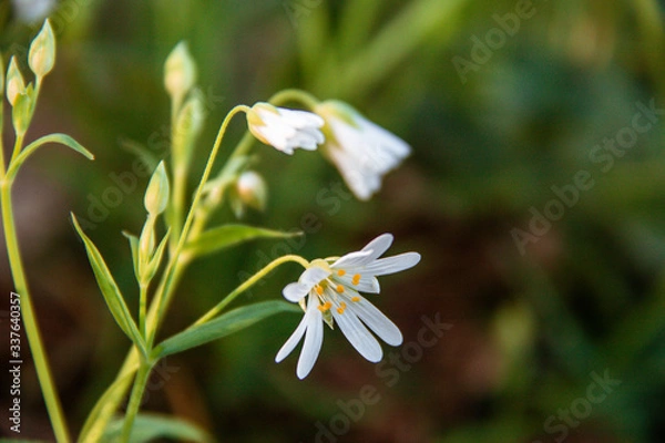 Fototapeta white daisy flower