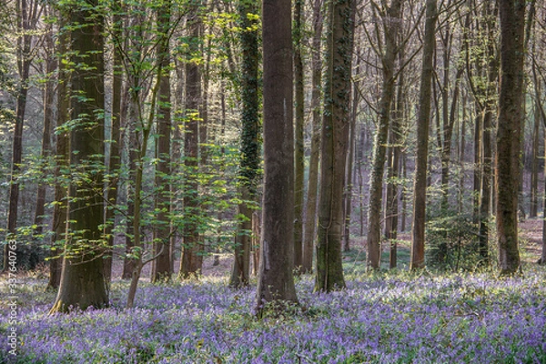 Fototapeta forest in spring