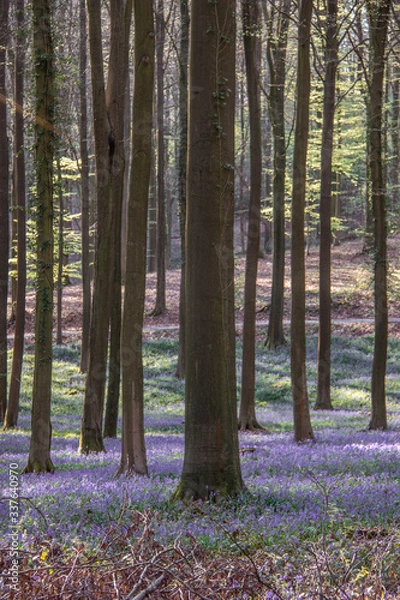 Obraz forest in autumn
