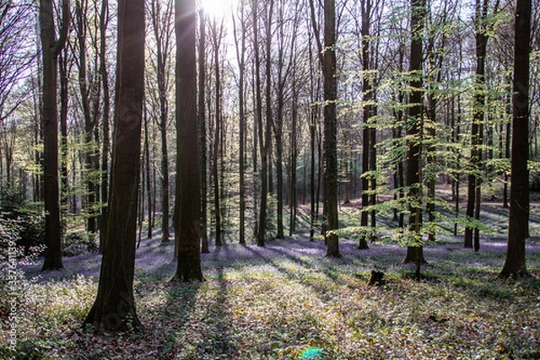 Obraz forest in autumn