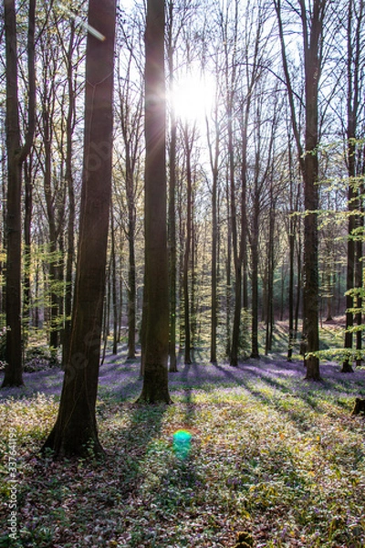 Obraz forest in autumn