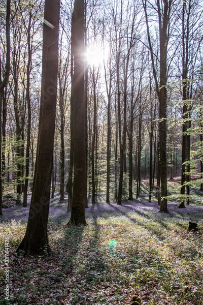 Obraz forest in autumn