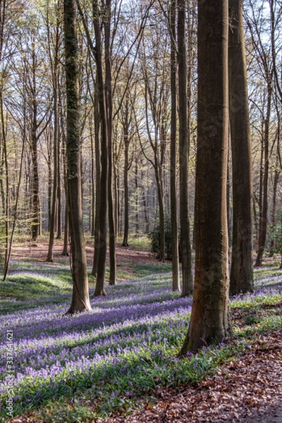 Obraz forest in autumn