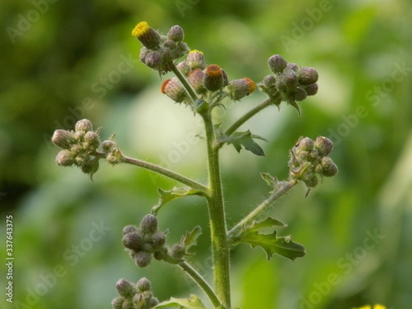 Obraz Tree's small top