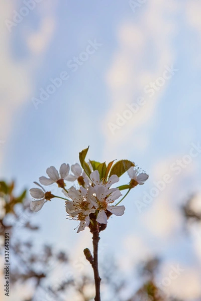 Obraz Kirschbaumblüte