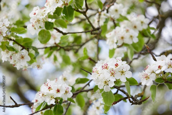 Obraz Apfelblütenpracht