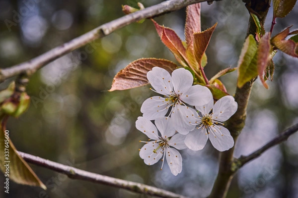 Obraz Kirschblüte closeup