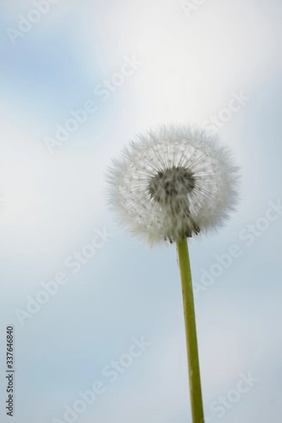 Obraz Löwenzahn closeup