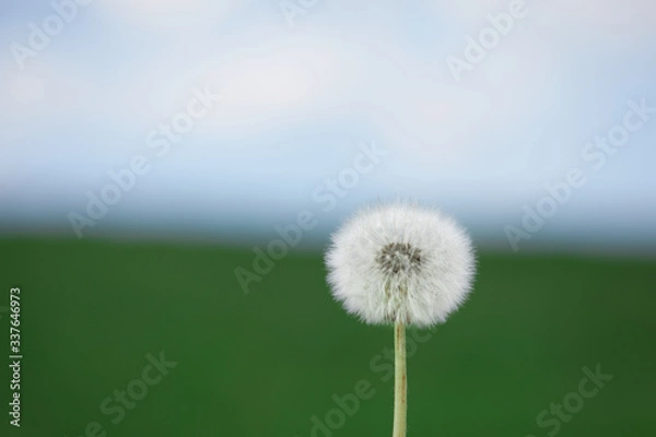 Obraz Löwenzahnblüte