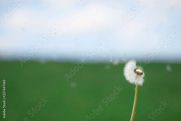 Obraz Löwenzahn im Wind