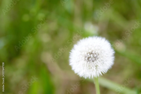 Obraz Löwenzahnblüte