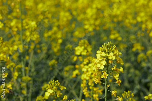 Obraz Es blüht der Raps