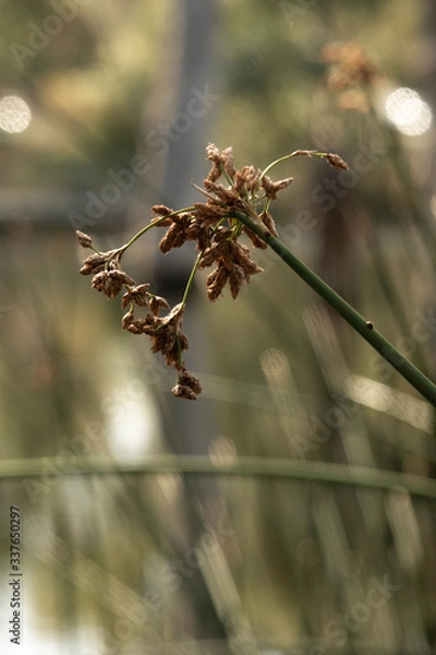 Fototapeta Estuary 2020