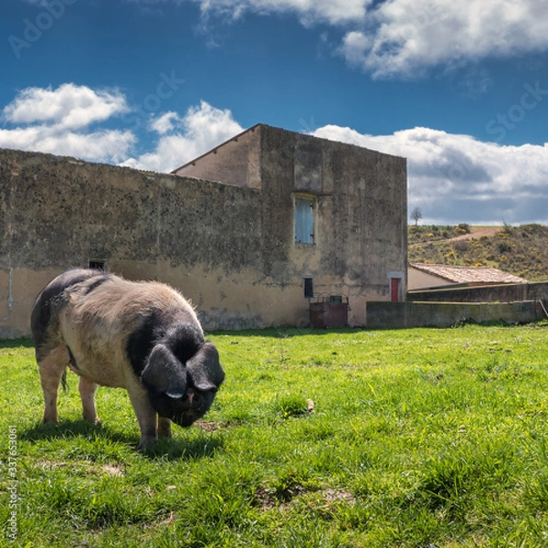 Fototapeta Black pig of an ancient race in front of a farm building on green grass under blue cloudy sky in Navarre, Spain