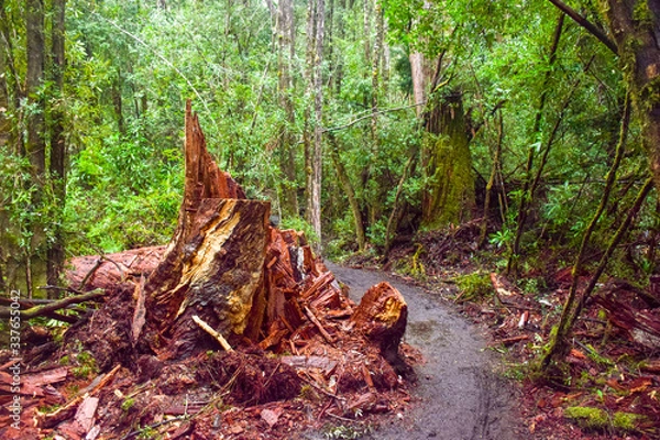 Fototapeta The walk path with piece of wood in the forest in Tasmania, Australia
