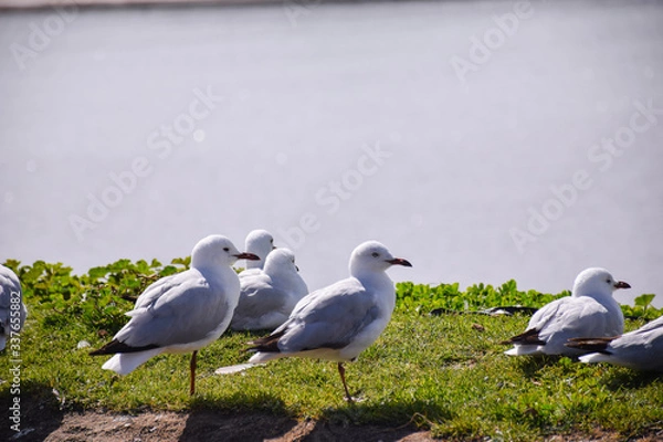 Fototapeta The seagulls stand on the green grass field with lake background on sunny day in Melbourne, Australia
