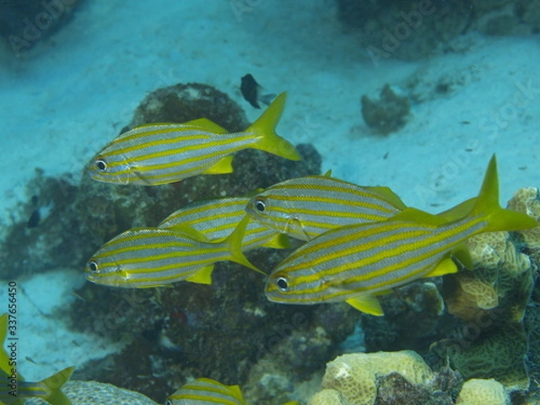 Obraz Gelbstreifen Grunzer