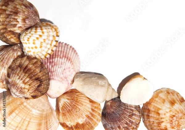 Obraz Shells background