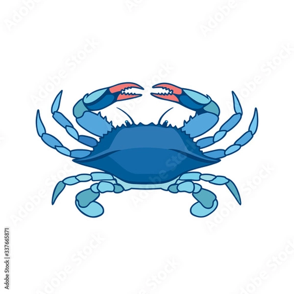 Obraz Niebieski krab na białym tle w stylu przypominającym akwarele. Realistyczny, artystyczny, kolorowy rysunek niebieskiego kraba. Ilustracji wektorowych.