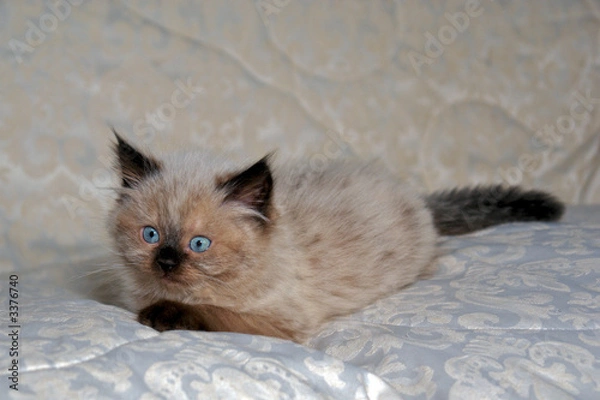 Obraz kotek himalajski VIII