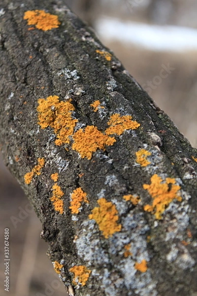 Fototapeta tree bark texture, moss growing in forest