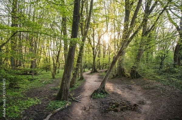 Obraz footpath in the forest trees