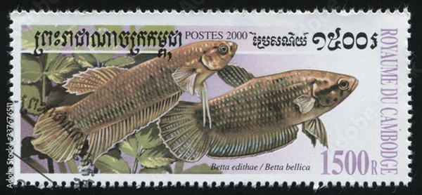 Obraz postage stamp with fish
