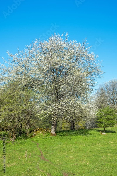 Fototapeta Flowering Cherry tree at a meadow with a path