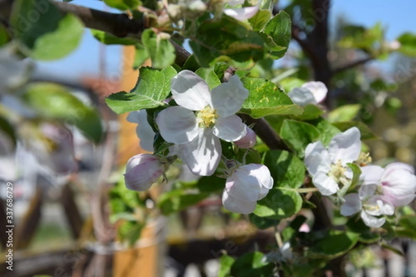 Fototapeta Apfelblüte
