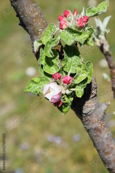 Fototapeta Apfelblüte
