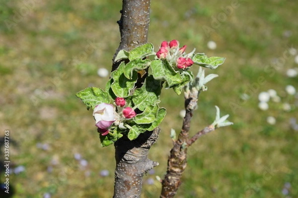 Fototapeta Apfelblüte