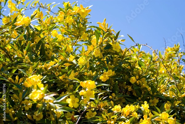 Obraz Carolina Jasmine