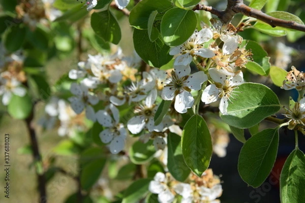 Fototapeta Apfelblüte