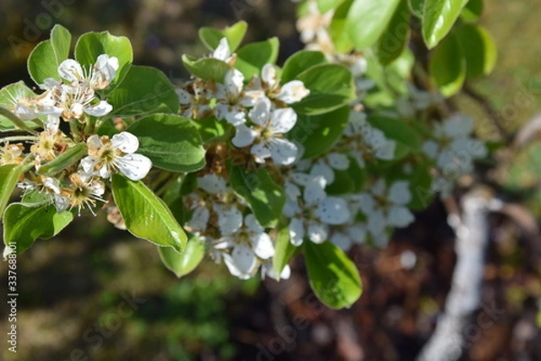 Fototapeta Apfelblüte