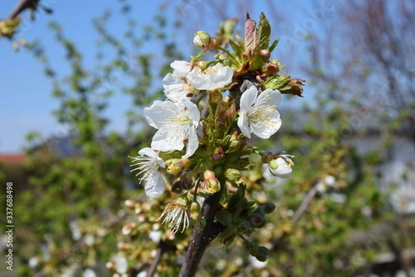 Fototapeta Kirschblüte