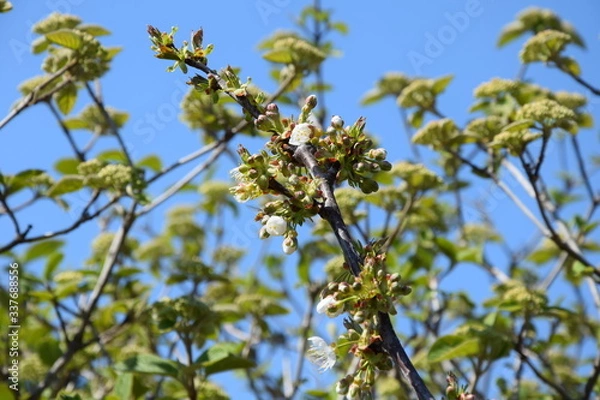 Fototapeta Kirschblüte