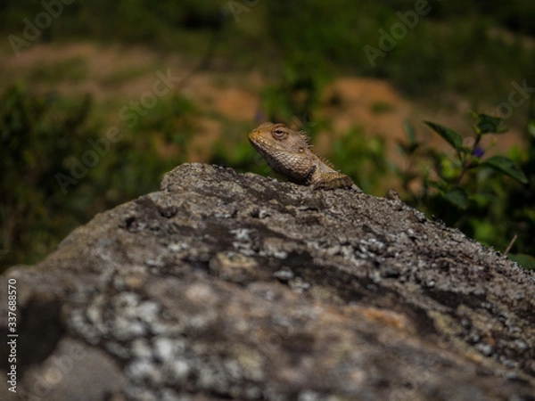 Fototapeta SRI LANKA