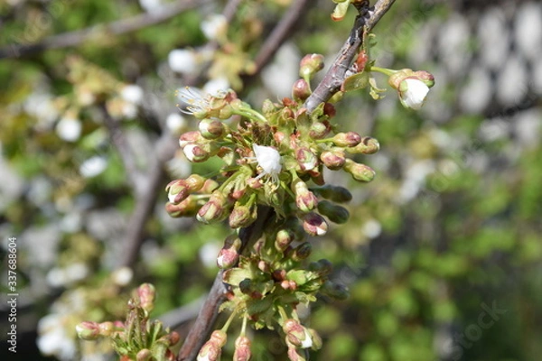 Fototapeta Kirschblüte