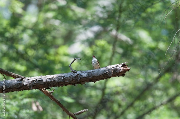 Obraz Northen Waterthrush