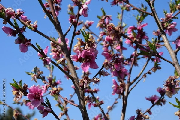 Fototapeta Pfirsichblüte