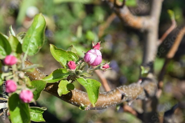 Fototapeta apfelblüte