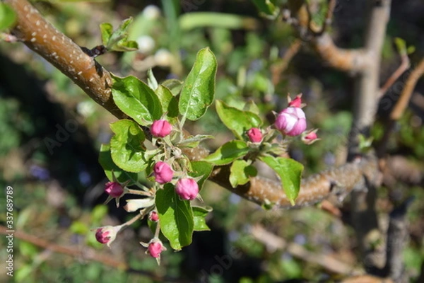 Fototapeta apfelblüte
