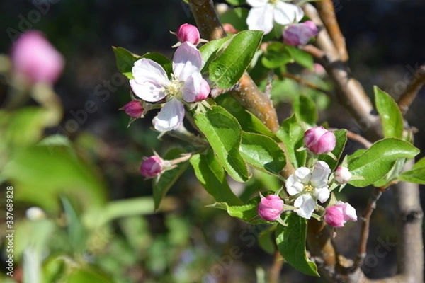 Fototapeta apfelblüte