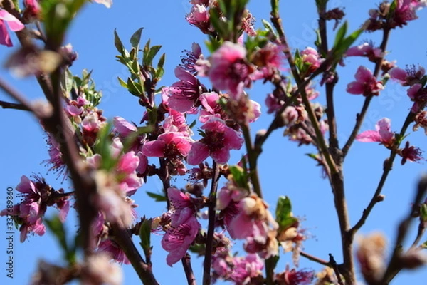 Fototapeta Pfirsichblüte