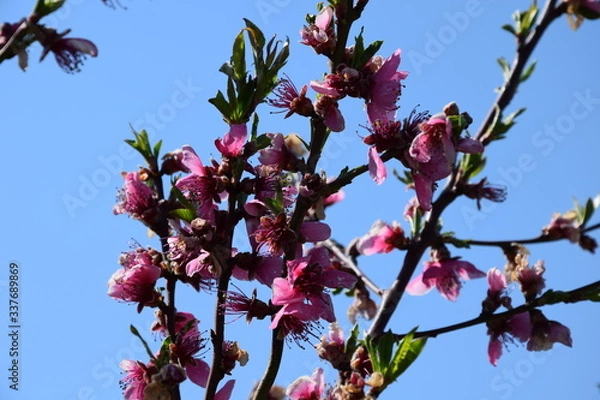 Fototapeta Pfirsichblüte