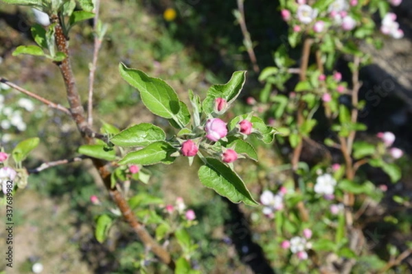 Fototapeta apfelblüte
